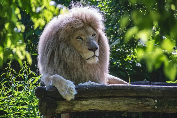 Uma Bela Foto Leão Majestoso Deitado Tendo Resto Zoológico — Fotografia de Stock