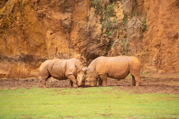 Uma Batalha Dois Grandes Rinocerontes Campo Perto Penhasco — Fotografia de Stock