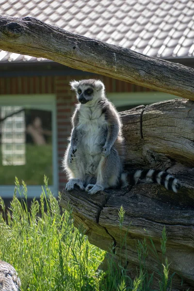 Vertical Shot Ring Tailed Lemur Sitting Wood — Stock Photo, Image
