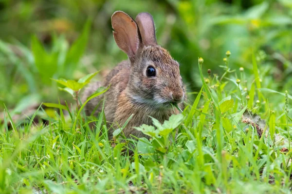 Вибірковий Фокус Знімка Коричневого Кролика Сидить Зеленій Траві Під Сонячним — стокове фото
