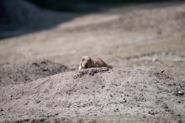 Une Mise Point Superficielle Chien Prairie Extérieur — Photo