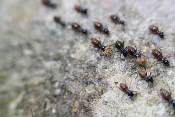 Duże Ujęcie Grupy Mrówek Polowaniem Zmierzających Jednym Kierunku Ziemi — Zdjęcie stockowe