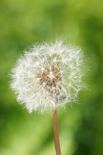 Eine Vertikale Nahaufnahme Eines Flauschigen Löwenzahns — Stockfoto