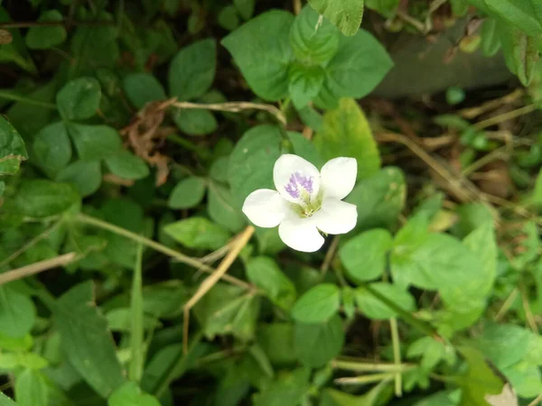 Uma Pequena Flor Branca Crescendo Jardim — Fotografia de Stock