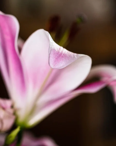 Primo Piano Bellissimo Fiore Giglio — Foto Stock