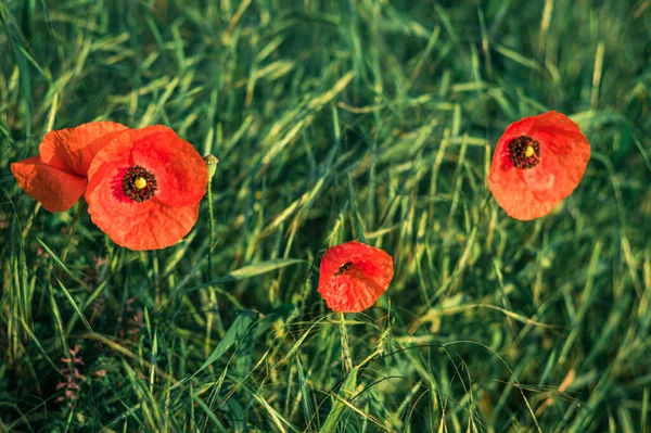 Uma Bela Foto Flores Vermelhas Campo Verde — Fotografia de Stock