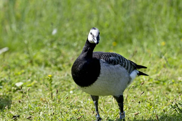 Barnacle Goose Yakın Çekimi — Stok fotoğraf