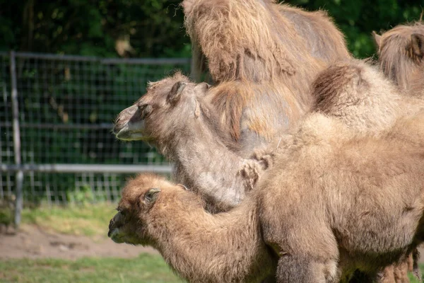 Ein Seichter Brennpunkt Der Kamele Zoo — Stockfoto