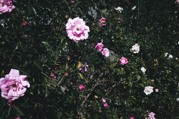 Een Zonnige Tuin Met Levendige Roze Damast Rozen Groeien Struiken — Stockfoto