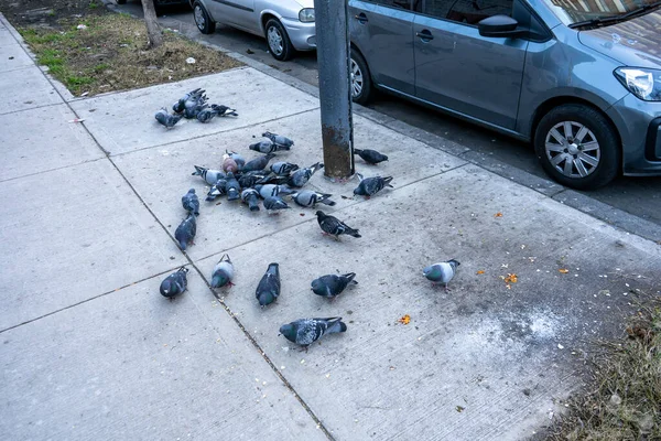 Caddedeki Güvercinlerin Üst Görüntüsü — Stok fotoğraf