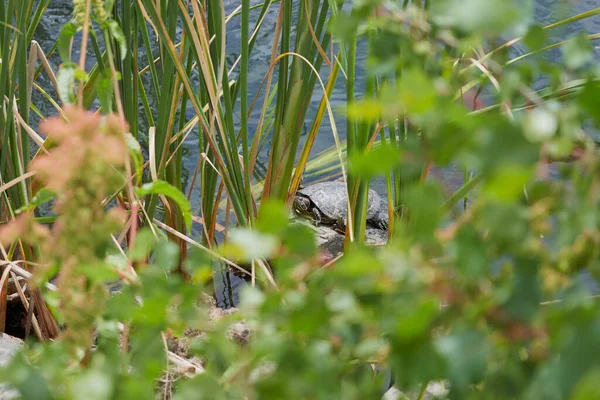 Wasserschildkröte Sonnt Sich Entspannt Auf Einem Stein Mit Vegetation — Stockfoto