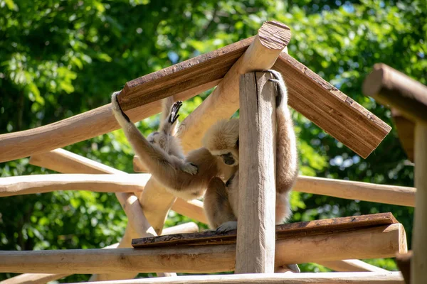 Der Seichte Fokus Eines Affen Mit Einem Säugling Zoo — Stockfoto