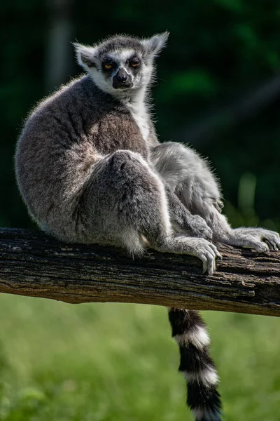 Смішний Кільцехвостий Лемур Lemur Catta Сидить Гілці Розмитому Тлі Трави — стокове фото