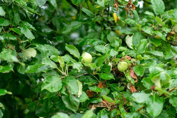 Caranguejo Europeu Verde Macieira — Fotografia de Stock