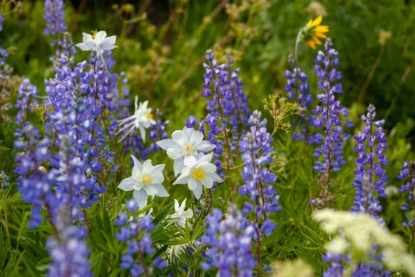 Prado Bonito Com Flores Lupine Roxo Florescendo Flores Brancas Columbine — Fotografia de Stock