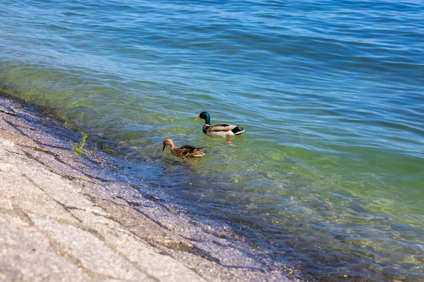 Une Vue Panoramique Des Canards Nageant Sur Lac Constance Konstanz — Photo