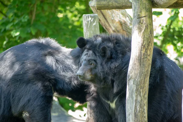 Zbliżenie Dwóch Azjatyckich Czarnych Niedźwiedzi Zoo — Zdjęcie stockowe