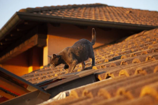 Nahaufnahme Einer Niedlichen Schwarzen Katze Auf Dem Dach Eines Hauses — Stockfoto