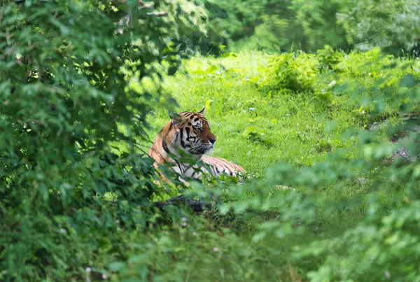 Closeup Shot Tiger Lying Grass Relaxing Nature — Stock Photo, Image
