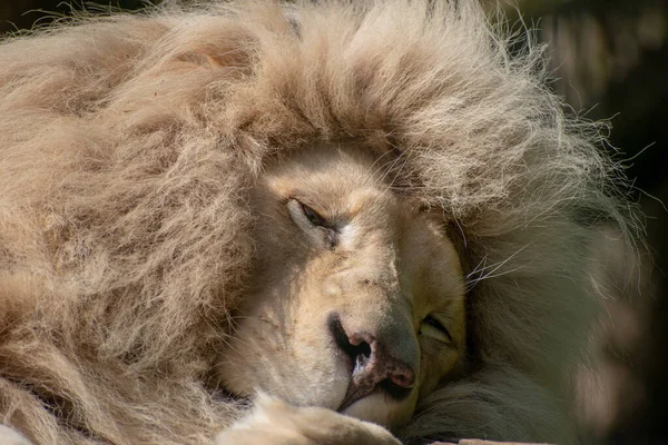 Zbliżenie Majestatycznego Samca Białego Lwa — Zdjęcie stockowe