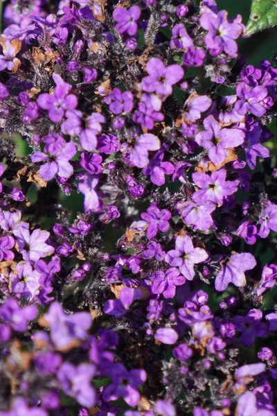 Gros Plan Vertical Belles Petites Fleurs Violettes — Photo