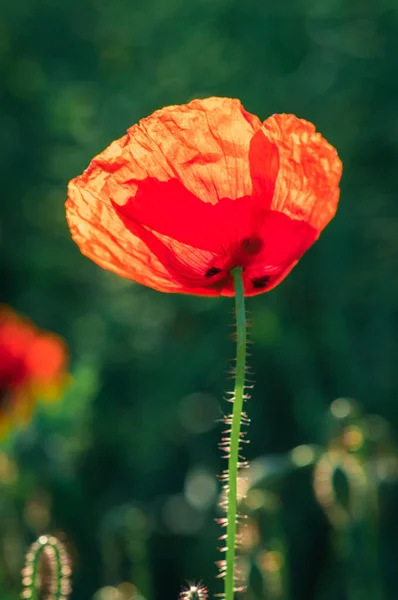 Tiro Vertical Uma Bela Flor Papoula Vermelha Sob Uma Luz — Fotografia de Stock