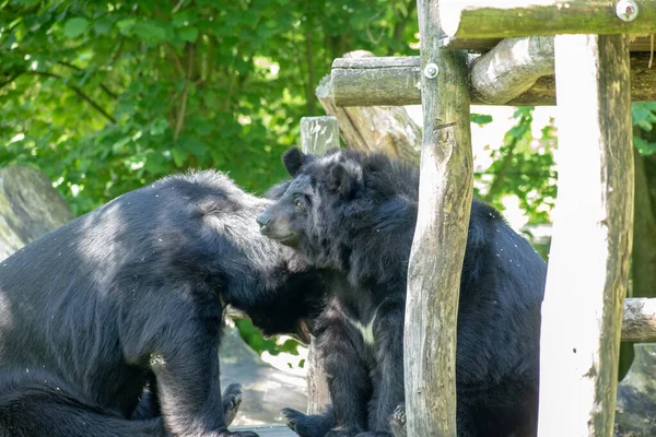 Egy Közeli Ázsiai Fekete Medvék Pihen Állatkertben — Stock Fotó