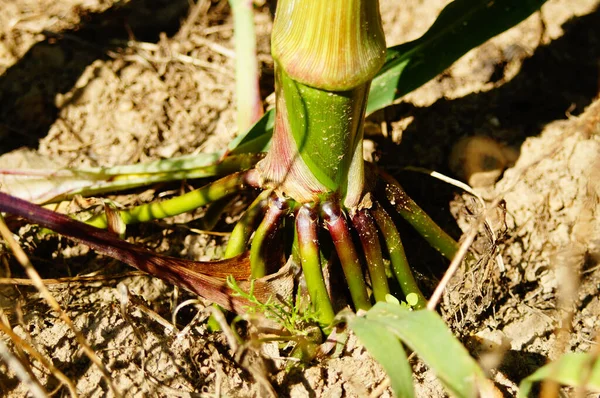 トウモロコシの植物が大きくなるにつれて それはベースにブレース根を発達させます フィールド内の植物の詳細 — ストック写真