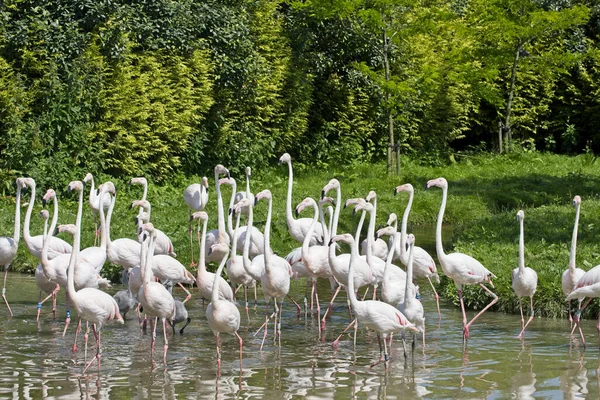 Eine Gruppe Von Flamingos Spaziert Einem Sonnigen Tag Durch Die — Stockfoto