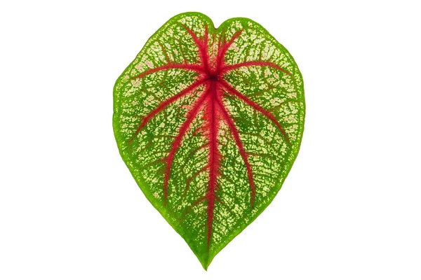 Gros Plan Une Belle Feuille Bicolore Caladium Isolée Sur Fond — Photo