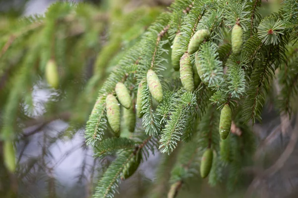 Closeup Brewer Spruce Branches Green Cones — Stockfoto