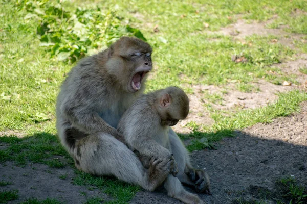 Sebuah Foto Close Dari Monyet Menguap Dengan Bayi — Stok Foto