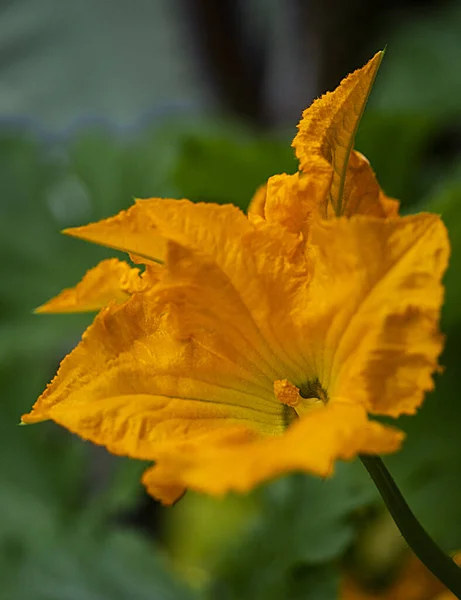 Vertikální Záběr Jasně Žlutého Dýňového Květu Zelenými Listy Pozadí — Stock fotografie