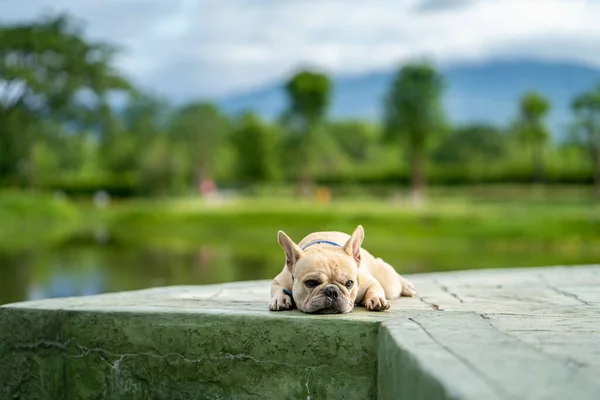 一只可爱的奶油法国斗牛犬躺在池塘边 — 图库照片