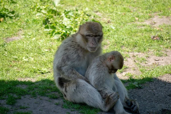 Sebuah Foto Close Dari Monyet Menguap Dengan Bayi — Stok Foto