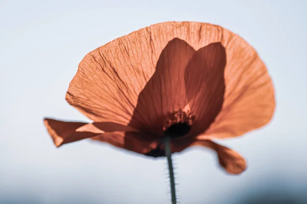 Closeup Shot Red Poppy — Stockfoto