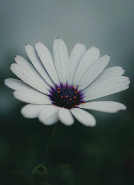 Ένα Κάθετο Πλάνο Ενός Όμορφου Λευκού Λουλουδιού — Φωτογραφία Αρχείου