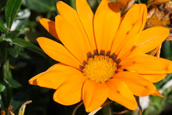 Primo Piano Gazania Arancione Bellissimo Fiore Con Petali Arancioni — Foto Stock