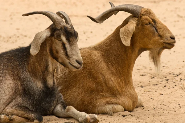 Couple Goats Sitting Ground — Stock Photo, Image