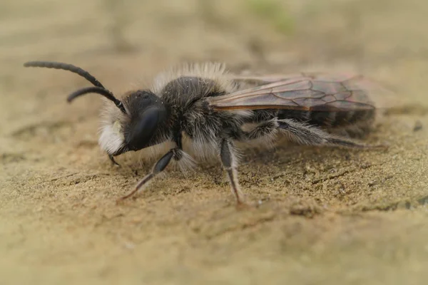 Eine Nahaufnahme Einer Männlichen Rotbauchminenarbeiterin Andrena Ventralis Auf Dem Boden — Stockfoto