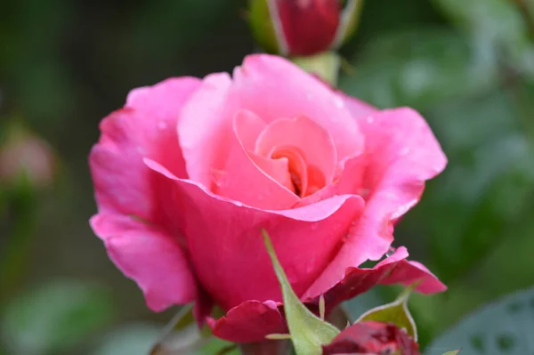 Nahaufnahme Einer Rosa Rose Auf Grünem Naturhintergrund — Stockfoto