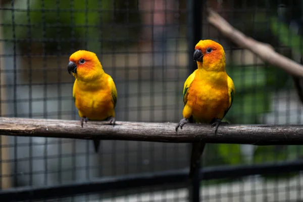 Güzel Parlak Güneş Papağanları Kafese Hapsediyor — Stok fotoğraf