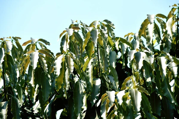 Ένα Κοντινό Πλάνο Των Φύλλων Του Δέντρου Polyalthia Longifolia Ένα — Φωτογραφία Αρχείου