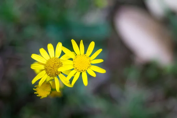 在模糊的背景上美丽的黄色菊花 — 图库照片