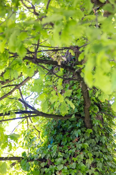 Tiro Vertical Ângulo Baixo Uma Árvore Verde Exuberante Com Seu — Fotografia de Stock