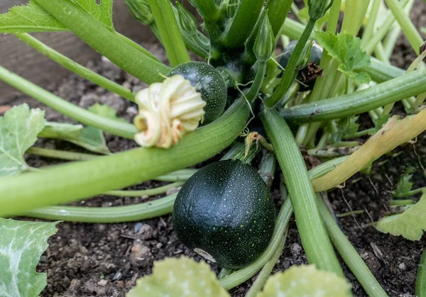 太陽の下で屋外の植物に成長しているズッキーニのオーバーヘッドショット — ストック写真