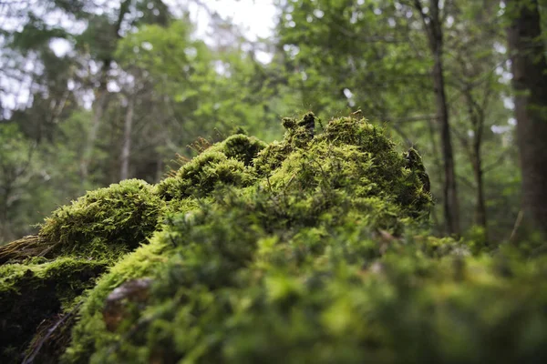 Primer Plano Musgo Verde Bosque Con Muchos Árboles — Foto de Stock