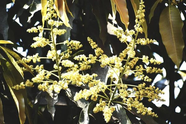 Primer Plano Una Planta Flores Mangifera Indica — Foto de Stock