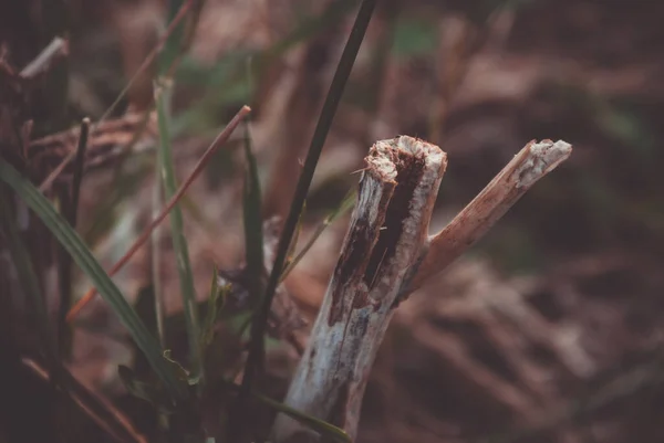 Plan Sélectif Petit Tronc Cassé Une Plante Morte Dans Champ — Photo