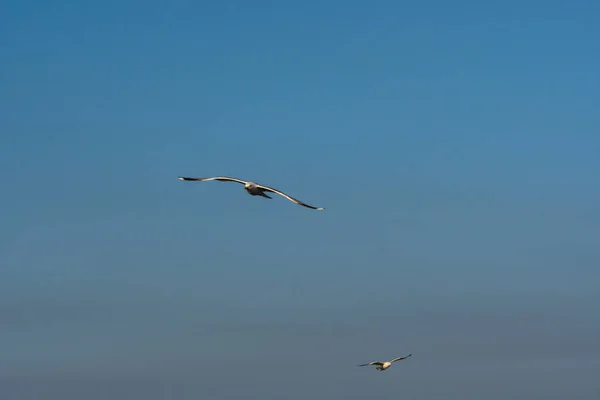 Gull Birds Open Wings Flying Blue Sky — Stock Photo, Image